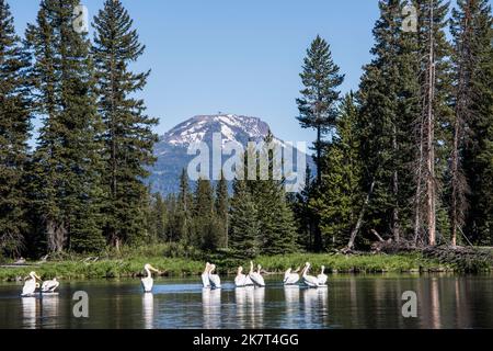 Amerikanische weiße Pelikane ruhen auf großen Quellen, Quellgebieten der Henrys Fork des Snake River, Island Park, Idaho, USA Stockfoto