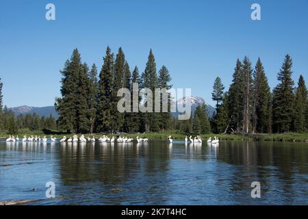 Amerikanische weiße Pelikane ruhen auf Big Springs, dem Anfang der Henrys Fork des Snake River, im Island Park, Idaho, USA Stockfoto