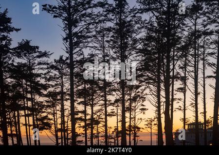 Eine Reihe von immergrünen Bäumen wird vor einem lebhaften Sonnenuntergang über dem Pazifischen Ozean und Seabrook, Washington State, USA, geschildet. Stockfoto