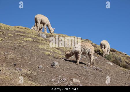 Eine Herde Alpaka, die auf einem felsigen Hügel steht Stockfoto