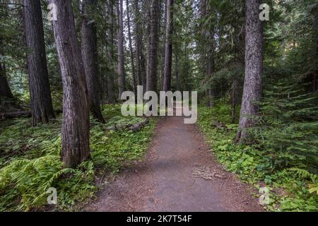 Ein gepflasterter Pfad führt durch das friedliche und ruhige Devoto Memorial Cedar Grove, entlang des Highway 12, Crooked Fork, einem Nebenfluss zum Lochsa River, Powell, Idaho Stockfoto