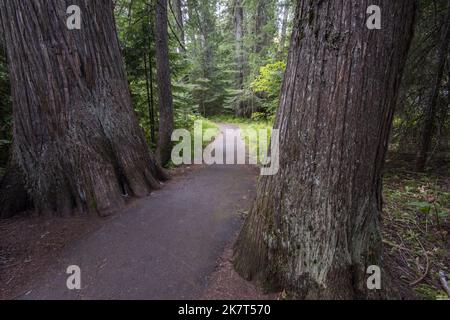 Ein gepflasterter Pfad führt durch das friedliche und ruhige Devoto Memorial Cedar Grove, entlang des Highway 12, Crooked Fork, einem Nebenfluss zum Lochsa River, Powell, Idaho Stockfoto
