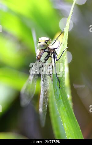 Die Libellen (Odonata) bilden eine Ordnung innerhalb der Insektenklasse (Insecta) Stockfoto