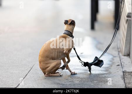 Hund sitzt vor einem Geschäft und will spazieren gehen Stockfoto