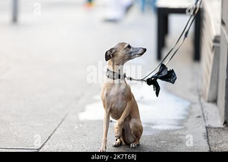 Hund sitzt vor einem Geschäft und will spazieren gehen Stockfoto