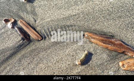 Treibholz auf grauem Sand in einem natürlichen Muster, das von der rückläufigen Flut hinterlassen wurde Stockfoto