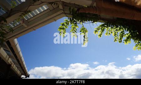 Wisteria sinensis, die im Frühjahr um Dachrinnen über dem Deck eines Hauses herumläuft Stockfoto