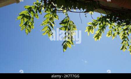 Wisteria sinensis, die im Frühjahr um Dachrinnen über dem Deck eines Hauses herumläuft Stockfoto