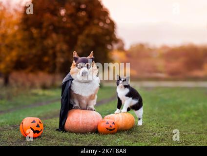 Niedliche lustige Freunde ein Corgi Hund in einer schwarzen Karnevalsmütze und Regenmantel und eine Katze, die auf orangen Halloween Kürbissen im Herbstgarten sitzt Stockfoto