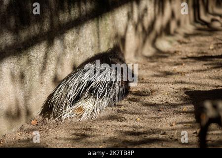 Im Käfig gehendes Stachelschwein in einem osteuropäischen Zoo. Käfigwild. Tiermissbrauch. Stockfoto