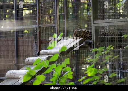 Jaguar im Käfig (Panthera onca) in einem osteuropäischen Zoo. Käfigwild. Tiermissbrauch. Stockfoto