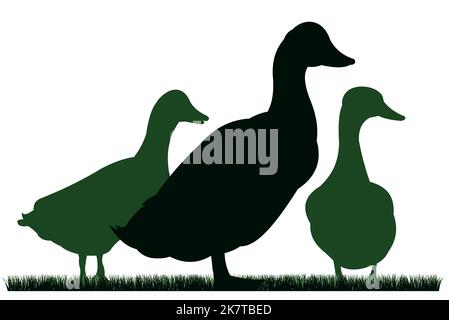 Enten grasen auf der Weide. Bildsilhouette. Haustiere auf dem Bauernhof. Hausgeflügel. Isoliert auf weißem Hintergrund. Vektor. Stock Vektor