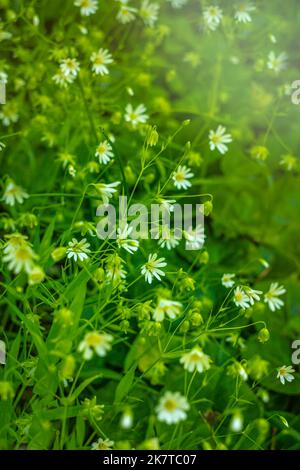 Canary Grass Stellaria holostea L. blüht auf einem Rasen Stockfoto