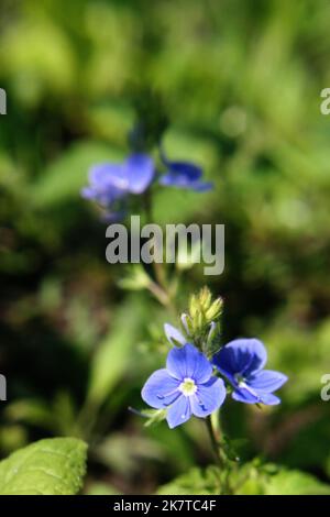 Hellblaue Wand Speedwell oder Mais Speedwell oder gewöhnliche Speedwell oder Rock Speedwell (Veronica arvensis) Blüten in der Nähe Stockfoto