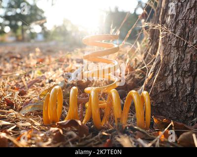 Die gelbe Spule springt Ohlins in den Strahlen der Sonne. Stockfoto