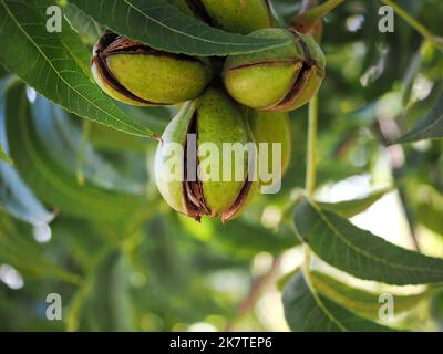 Reifender Pecan auf einem Pekannaum. Makro. Unscharfer Hintergrund. Stockfoto