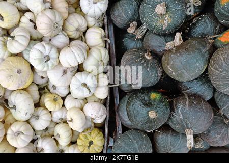 Mix aus weißen Baby Boo Kürbissen und dunkelgrünen Kabocha Squashes Stockfoto