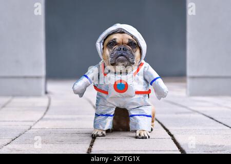 Französischer Bulldogge Hund trägt witziges Halloween Astronaut Space Suit Kostüm Stockfoto