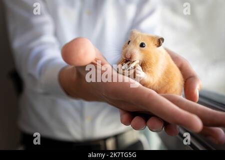 Ein Hamster frisst Pekannüsse Stockfoto