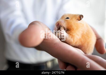 Ein Hamster frisst Pekannüsse Stockfoto