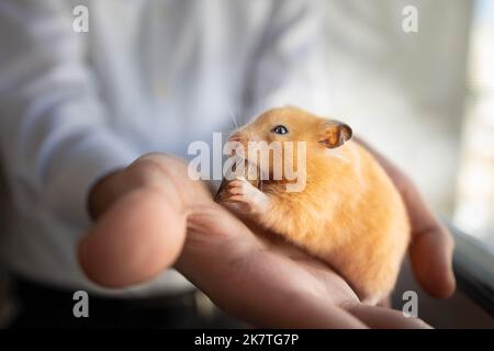 Ein Hamster frisst Pekannüsse Stockfoto