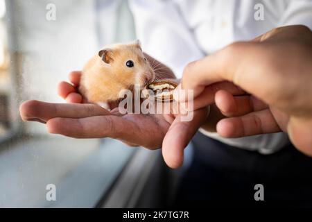 Ein Hamster frisst Pekannüsse Stockfoto