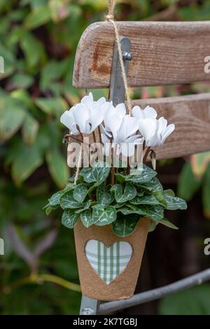 Weiße Cyclamen blühen im Torftopf, der auf einem Gartenstuhl hängt Stockfoto