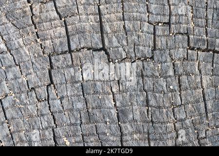 Querschnitt der Esche grau Ulme Eiche porösen Stumpf verbrannt grau und verwittert mit kleinen Poren in Jahresringen mit quadratischen rechteckigen Mosaikrisse Stockfoto
