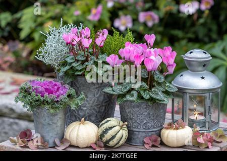 Blumenarrangement mit rosa Herbstblumen in Zinktöpfen, Kürbissen und Vintage-Laterne Stockfoto