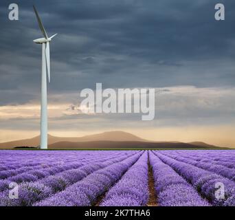 Schönes blühendes Lavendelfeld und Windturbine gegen bewölkten Himmel bei Sonnenuntergang Stockfoto