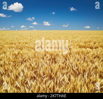 Goldenes Roggenfeld über blauem Himmel in Bulgarien Stockfoto