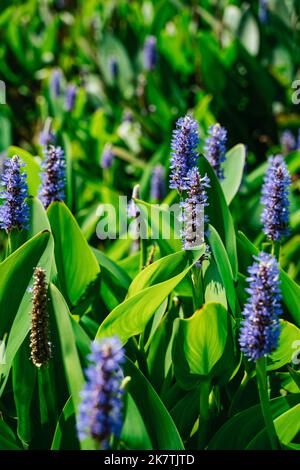 Violett-violett-Pickerel-Unkraut pontederia cordata im Sommersonnenlicht. California Flora Natur vertikal Stockfoto