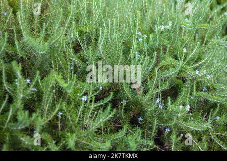 Frischer Bio-Rosmarinbusch wächst im Freien. Aromatische und medizinische Pianta. Gesunde, natürliche Gewürze zum Kochen, so dass ein Honig Bio Zutaten für Stockfoto