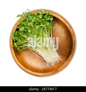 Kale schießt, Mikrogrüns in einer Holzschale. Bereit, grüne Sämlinge und junge Pflanzen von Blattkohl zu essen. Gekeimter, lockiger Blattkohl, Brassica oleracea. Stockfoto