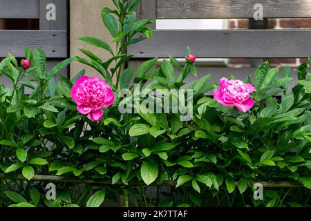 Zwei rosa Pfingstrosen-Blüten in den Büschen in der Nähe des Zauns. Stockfoto