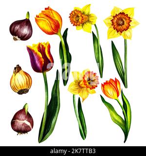 Set aus gelben Frühlingsblumen Tulpen und Narzissen. Blumenzwiebeln. Auf weißem Hintergrund isolieren. Aquarelldarstellung. Für Design-Lösungen, Begrüßung Stockfoto