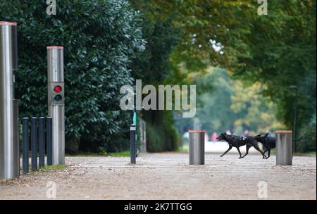 PRODUKTION - 17. Oktober 2022, Hamburg: Zwei Hunde laufen im Stadtpark an einer Polleranlage vorbei. Im Stadtpark wurde eine einfache Barriere durch das Pollersystem ersetzt. Seitdem ist es seit mehr als vier Jahren außer Betrieb und kostet rund 35.000 Euro für Reparatur und Wartung. Die Ausgabe 50. des Black Book of the Taxpayers' Association wird diesen Mittwoch veröffentlicht. Mit den aktuellen Fällen hat Hamburg seit 1973 182 Einträge. Foto: Marcus Brandt/dpa Stockfoto