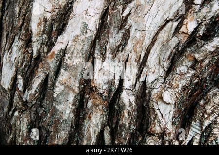Nahaufnahme der Baumrindenstruktur. Authentisches getrocknetes rissgesprungenes Holz Ästhetischer natürlicher Holzhintergrund. Cool für Tapete oder Hintergrund. Rau, verzweifelt Stockfoto