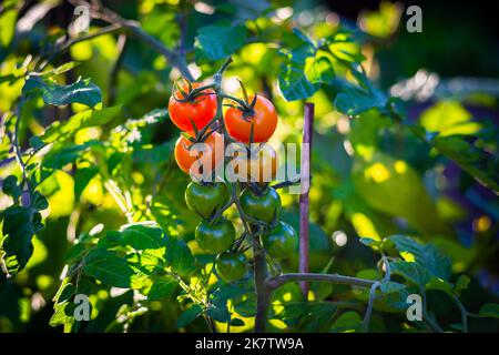 Selbst angebaute Tomaten auf einem kleinen Gartengrundstück sind die leckersten!schöne rote Toms leuchten, mit hinterleuchteten Sonnenschein und ein paar grüne noch zu reifen Stockfoto