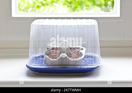 Schritt für Schritt Anleitung zum Anbau von Tomatenpflanzen aus Samen: 5. diy Gewächshaus mit transparenter Abdeckung auf sonnige und warme Fensterbank legen. Stockfoto