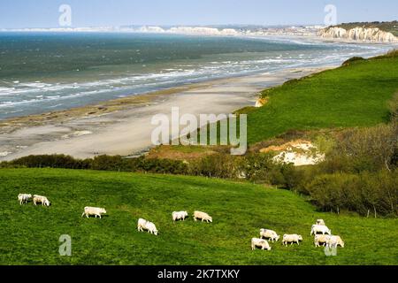 Varengeville sur Mer (Nordfrankreich): Überblick über die Landschaft und die Küste vom Wanderweg GR® 21, Pfad entlang der Klippen der Küste von No Stockfoto