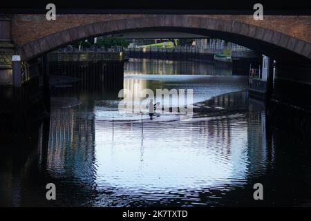 19. Oktober 2022, Hamburg: Ein Angestellter des Landesamtes für Straßen, Brücken und Wasserstraßen vermisst eine Brücke in einer Alsterflotte, die fast leer ist. Die Alsterfleet wurde für die Inspektions- und Reinigungsarbeiten entwässert. Der Schiffsverkehr auf der Alsterfleet, der Bleichenfleet, der Mönkedammfleet, der Neuenwallfleet und der Herrengrabenfleet wurde eingestellt. Foto: Marcus Brandt/dpa Stockfoto