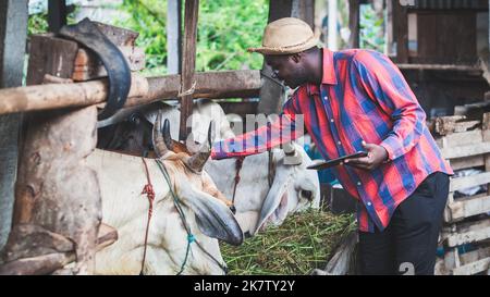 Afrikanischer Landwirt füttert Kühe mit Heu und Gras auf der Tierfarm. Landwirtschaft und Tierzucht mit Technologiekonzept Stockfoto