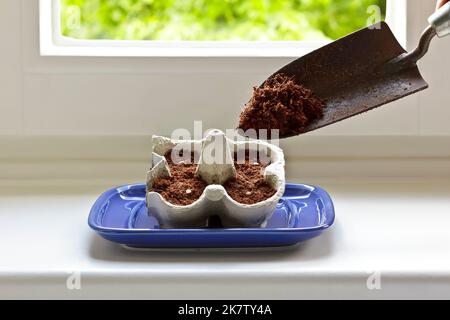 Schritt für Schritt Anleitung für kostengünstig wachsende Tomatenpflanzen aus Samen auf einer Fensterbank: 3. Erde auffüllen, so dass die Samen nur leicht bedeckt sind. Stockfoto