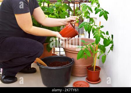 Schritt für Schritt Anleitung für den Anbau von Tomatenpflanzen aus Samen: 9. Wenn die Nachttemperaturen über dem Gefrierpunkt liegen, in einen großen Sommerbehälter umtopfen. Stockfoto