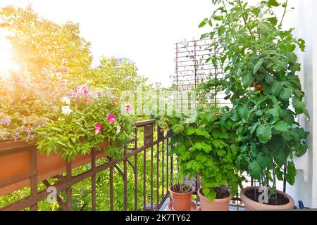 Schritt für Schritt Anleitung für preisgünstig wachsende Tomaten aus Samen: 11. Im Sommer auf einem warmen und sonnigen Balkon oder Terrasse platzieren. Stockfoto