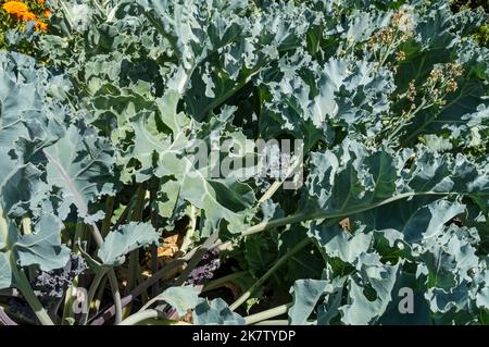 Nahaufnahme von Seakale Crambe maritima Dauernähe wachsen in einem Gemüsegarten im Sommer England UK Vereinigtes Königreich GB Großbritannien Großbritannien Stockfoto