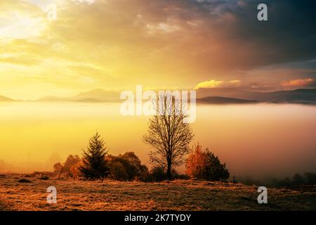 Malerische Herbstberge mit Bäumen und Nebelmeer in den Karpaten, Ukraine. Landschaftsfotografie Stockfoto