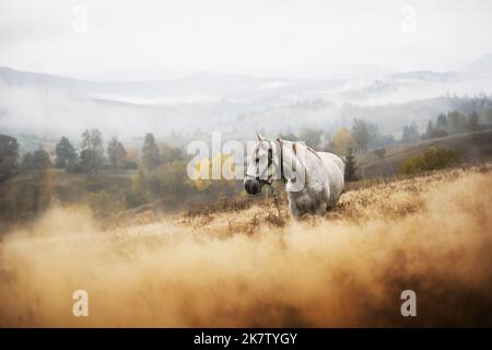 Weißes Pferd auf nebliger Wiese im Herbst Bergtal. Ukrainische Karpaten im Herbst Timer. Landschaftsfotografie Stockfoto