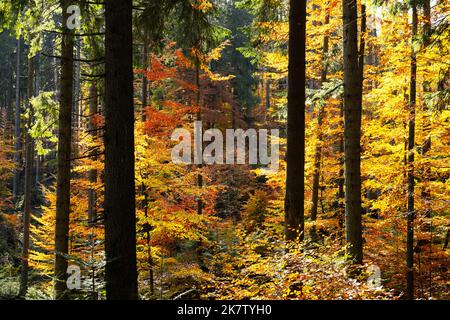 Majestätischer Wald mit gelber und oranger Folliage im Herbst. Malerische Herbstszene in den Karpaten, Ukraine. Landschaftsfotografie Stockfoto